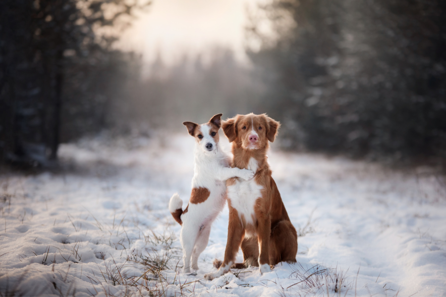 I Cani e la Neve: Sicurezza e Consigli Alimentari I Cani e la Neve: Sicurezza e Consigli Alimentari